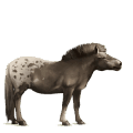 pony shetlandspony kirsebærbrun