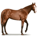 vild hest: shackleford banks-hest