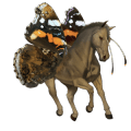 ridehest islænder brun