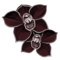 sort orkide